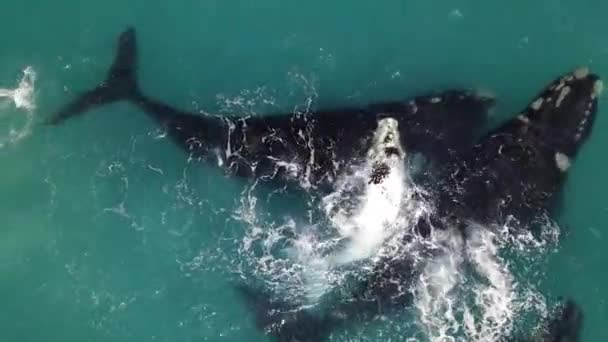 Νότιες Δεξιές Φάλαινες Μοσχάρια — Αρχείο Βίντεο