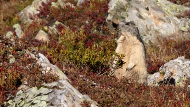 Fransız Alplerinde Arka Ayakları Üzerinde Alp Dağ Sıçanı Marmota Marmota — Stok video