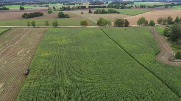 Akry Zielonych Pól Kukurydzy Produkcji Żywności Energii Biomasy Paszy Kiszonkę — Wideo stockowe