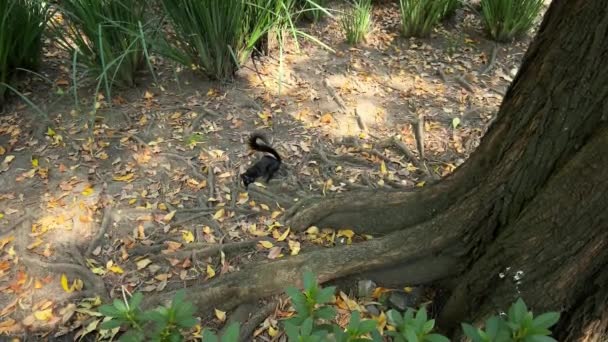 公園内の古い木の根を歩いているかわいいふわふわの黒いリス太陽の光が公園の床を照らしています — ストック動画