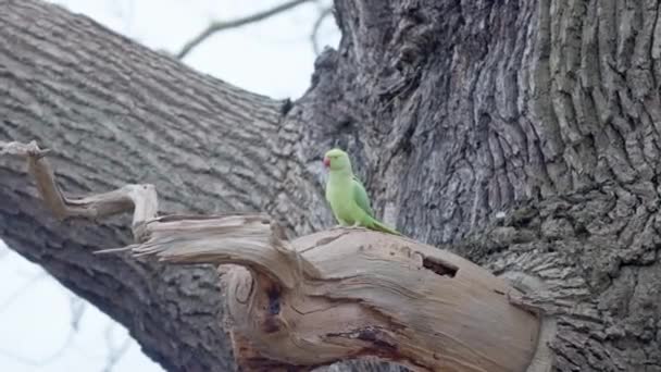 Perroquet Vert Envolant Ralenti — Video
