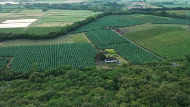 哥伦比亚最大的葡萄园 葡萄种植 — 图库视频影像