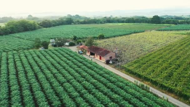 Ogromna Winnica Kolumbii Najlepsze Winogrona Ameryki Łacińskiej — Wideo stockowe