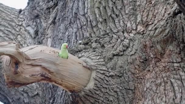 Green Parrot Getting Out Hollow — Video