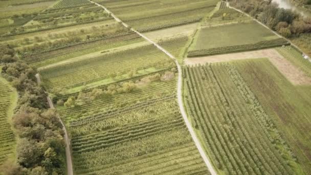 Dron Záběry Nádherného Wachau Dolním Rakousku Nad Jablečným Meruňkovým Polem — Stock video