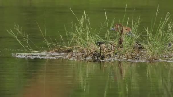 Gwiżdżąca Kaczka Pływanie Trawa Wodna — Wideo stockowe