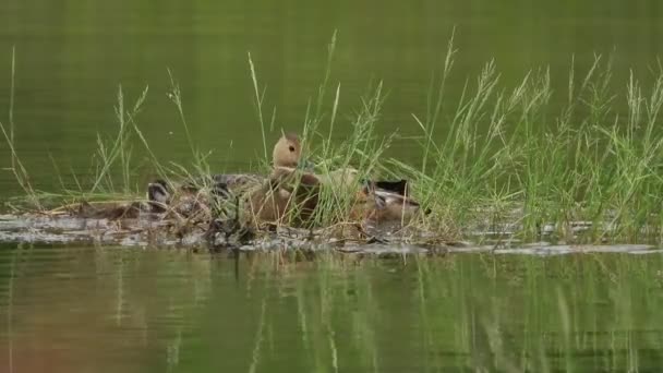 アヒルと雛が水の中で一緒に泳ぐ — ストック動画