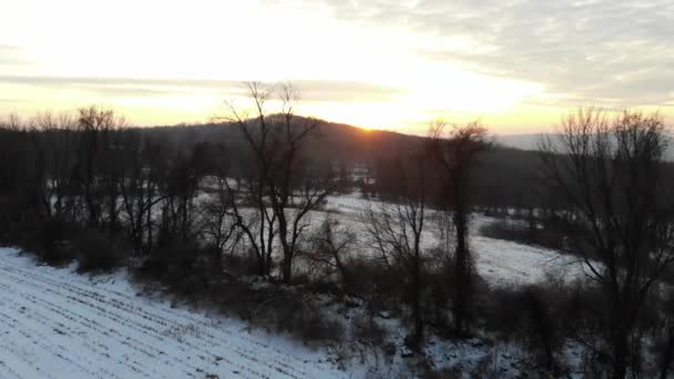 冬の木々の間を飛ぶ4Kドローン — ストック動画