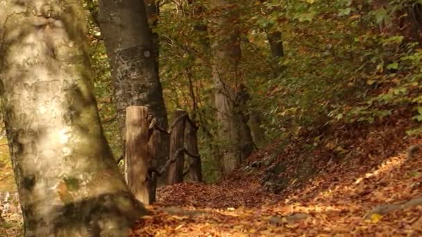 Parku Vedle Starého Plotu Padají Listy Pro Kolemjdoucí Cesta Pokryta — Stock video