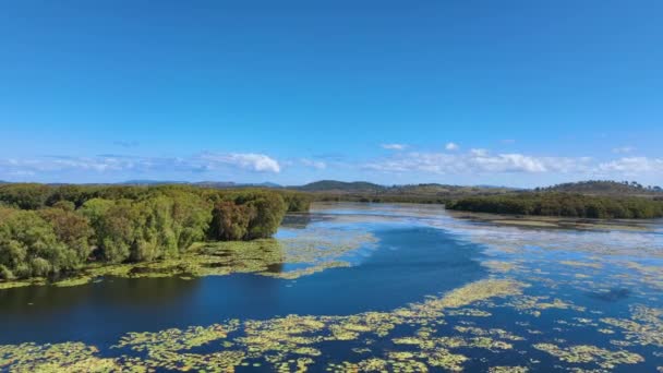バーフィールド湖のユリの花の水と鳥の聖域の上の空中Qld — ストック動画