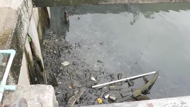 Monitor Lizard Förorenade Mindre Floderna Bangkok Thailand — Stockvideo