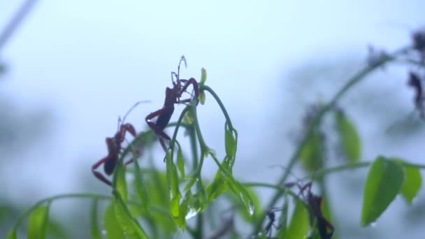 Insecto Acanthocephala Las Hojas Los Árboles Medio Niebla Del Bosque — Vídeo de stock