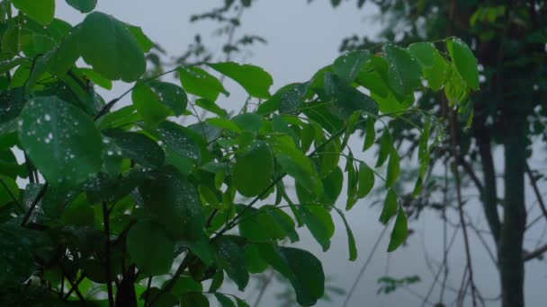 Dewy Leaves Trees Swaying Middle Foggy Forest Nature Videos — Stock Video