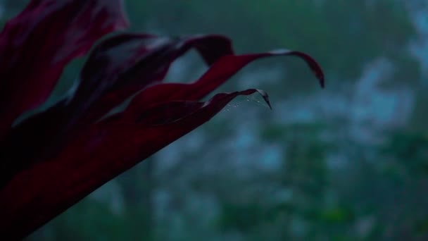 Sabahları Sisli Ormanın Ortasında Rüzgarda Sallanan Bitkinin Çiğ Kırmızı Yaprakları — Stok video