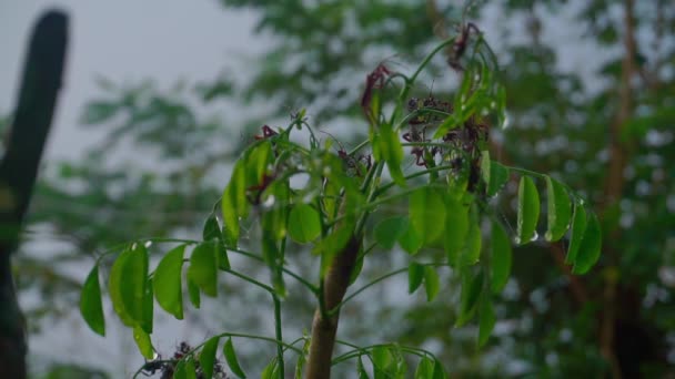 在植物叶子上栖息的一群刺槐昆虫 当早晨有雾的时候 热带雨林的气氛 — 图库视频影像