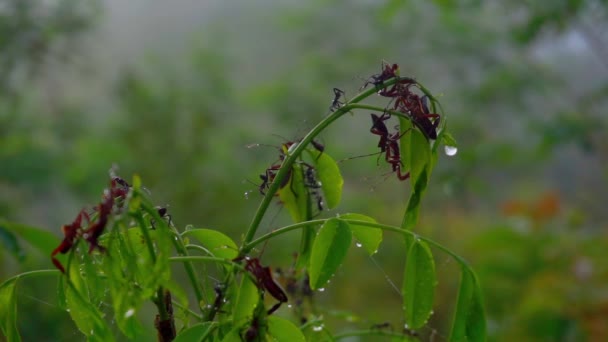 Blade Med Gruppe Insekter Oppe Det Atmosfæren Regnskoven Når Vejret – Stock-video