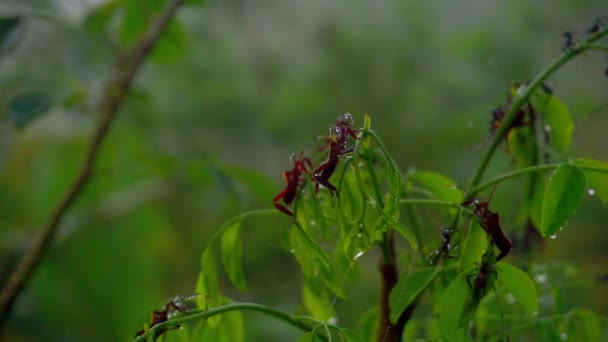 在植物叶子上栖息的一群刺槐昆虫 当清晨的天气多雾时 雨林的空气 树叶被露水湿透 — 图库视频影像
