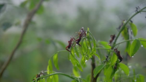 一群昆虫栖息在植物叶子上 当清晨的天气多雾时 雨林的空气 刺五加昆虫 — 图库视频影像