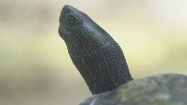 Critically Endangered Species Extreme Close Shot Chinese Stripe Necked Turtle — Stock Video