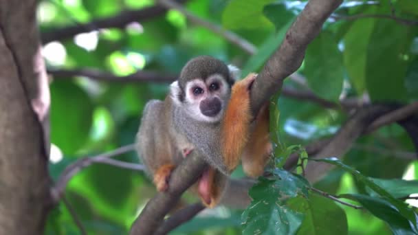 Niedliche Kleine Eichhörnchen Affe Umarmt Den Ast Chillen Und Entspannen — Stockvideo