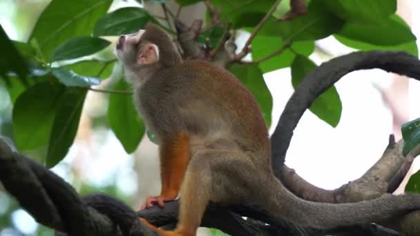 Malá Veverka Opice Zvědavě Dívá Nahoru Kolem Svého Okolí Jasném — Stock video