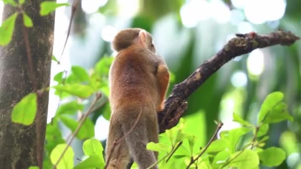 Σκίουρος Μαϊμού Στέκεται Στο Κλαδί Κοιτάζοντας Προς Πάνω Και Γύρω — Αρχείο Βίντεο