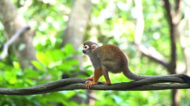 Sıradan Bir Sincap Maymunu Sarmaşığa Oturmuş Ayaklarıyla Kaşınıyor Güzel Yeşil — Stok video