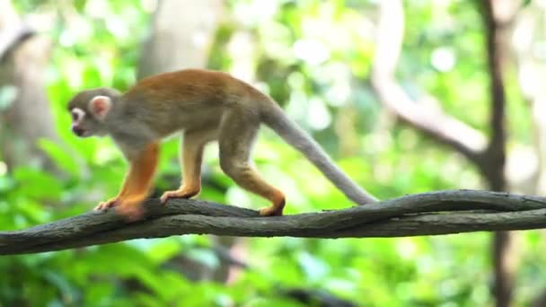 Malá Veverka Opice Dlouhým Ocasem Kráčející Houpající Révě Džungli Krásném — Stock video