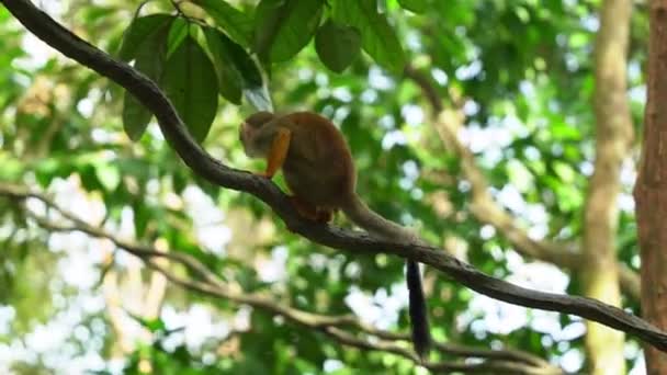 Vahşi Küçük Sincap Maymunu Ayaklarıyla Vücudunu Tırmalıyor Sıçıyor Yeşil Sallanan — Stok video