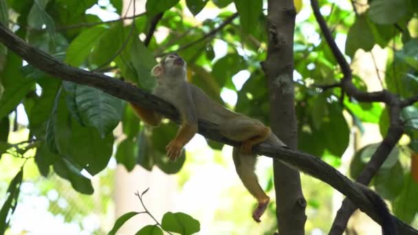 Common Squirrel Monkey Laze Tree Branch Wondering Its Surrounding Foliage — Vídeo de stock