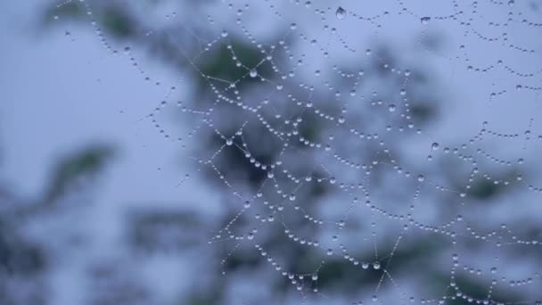Dauw Spinnenweb Het Midden Van Mistig Bos Macro Video Natuurbestand — Stockvideo