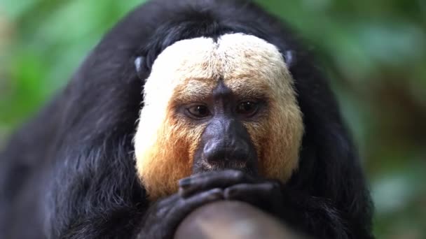 Enfoque Selectivo Plano Una Criatura Arbórea Capturando Los Detalles Mono — Vídeo de stock