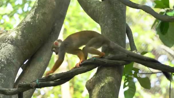 Zwykła Małpa Wiewiórka Wspinająca Się Drzewie Zastanawiająca Się Nad Otoczeniem — Wideo stockowe