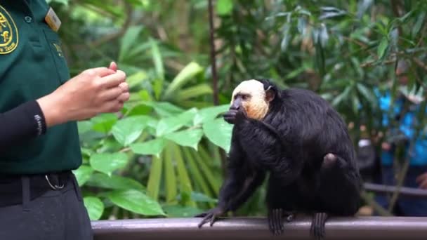 聪明的雄性白脸猴吃了动物园管理员提供的美味食物后 试图从动物园管理员那里偷取更多的食物 — 图库视频影像