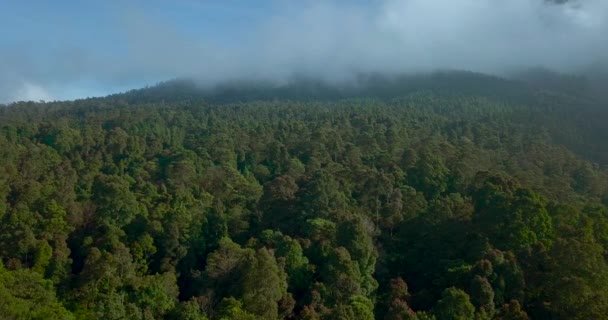 Zdjęcie Drona Gęstego Lasu Zboczu Sumbing Mountain Indonezja — Wideo stockowe