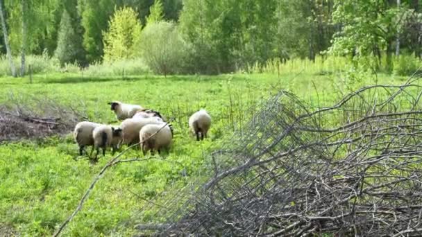 Koyun Sürüsü Orman Çayırına Doğru Yürür Durur Kameraya Bakar — Stok video