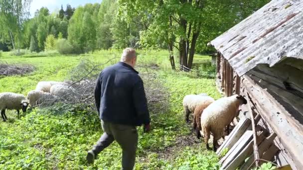 农夫走近堆在木屋上的羊 把它们赶到比较安全的草地上 — 图库视频影像