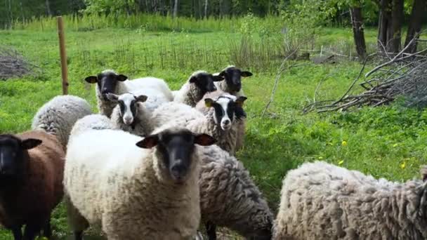 Латвийские Овцы Идут Вперед Перед Стадом Затем Останавливаются Осмотреться Кастрюлю — стоковое видео