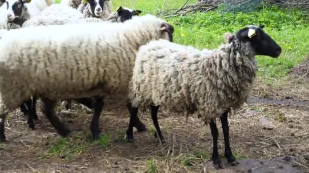 Μερικά Πρόβατα Black Head Επιστρέφουν Στο Βοσκότοπο Ενώ Υπόλοιπο Κοπάδι — Αρχείο Βίντεο