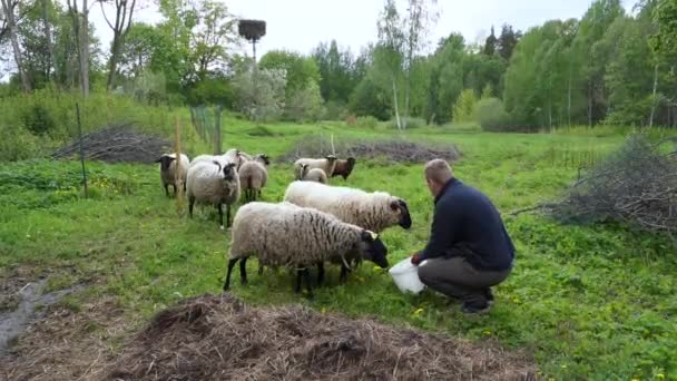 好奇的羊一边看着羊群 一边看着牧羊人的桶里放羊 — 图库视频影像