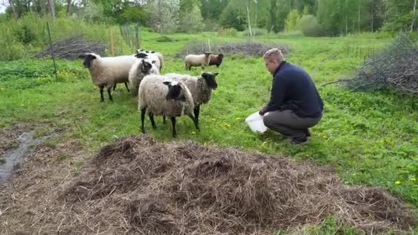 Schafe Kopieren Hirten Starren Während Hin Und Her Schaut Herde — Stockvideo