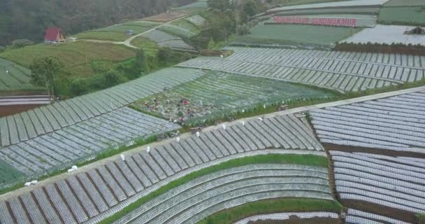 Filmagem Aérea Agricultor Está Colhendo Legumes Plantação Vegetais Plantação Vegetal — Vídeo de Stock