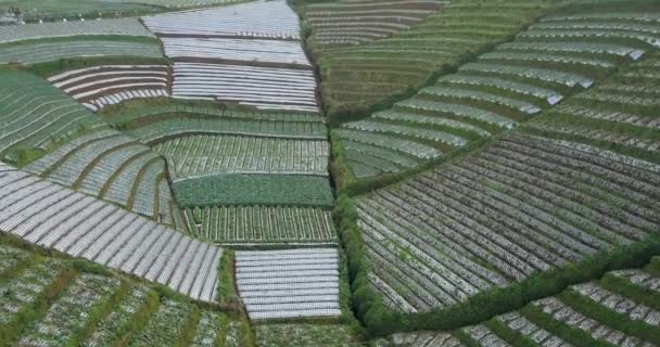 山の斜面に美しい段々畑の植物園のドローンビデオ 美しいパターンを持つ植物プランテーション キャベツ セロリ ジャガイモ ねぎを植えました インドネシア — ストック動画