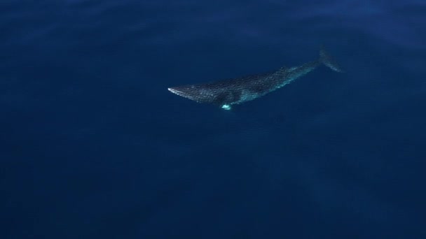 Stor Profil Skott Minke Whale Stiger Till Ytan För Ett — Stockvideo
