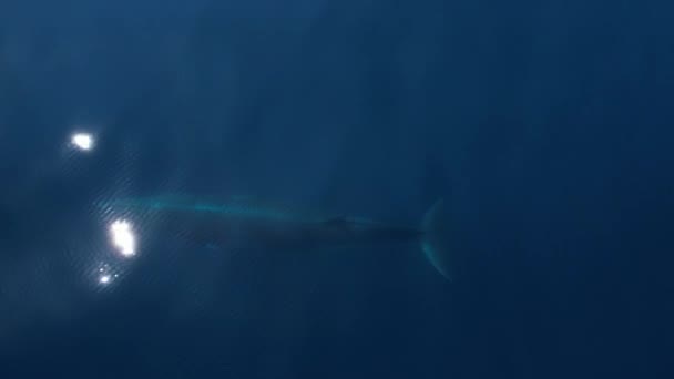 Bilder Minke Whale Ytbeläggning För Ett Andetag Lugna Sol Reflekterade — Stockvideo