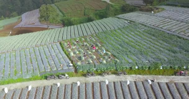 Воздушная Видеогруппа Фермеров Работает Над Сбором Чешуи Овощной Плантации Овощные — стоковое видео