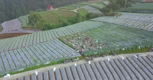 アジアの畑の野菜を集める農家のグループ 農村部のパスで駐車バイク 空中トップダウン — ストック動画