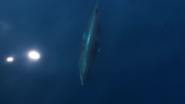 小须鲸在加泰罗尼亚岛外清澈的水底巡航 然后浮出水面呼吸 — 图库视频影像