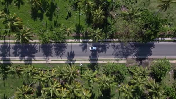Overhead View Cars Driving Road Palm Trees Malecon Nagua Dominican — Vídeos de Stock