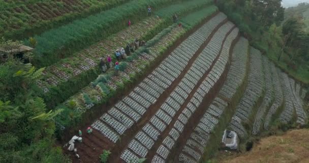 野菜農園での農村農家の活動のドローン映像 彼らは野菜を収穫する伝統的な方法でスカロンを収穫しています マウントサミング インドネシア — ストック動画